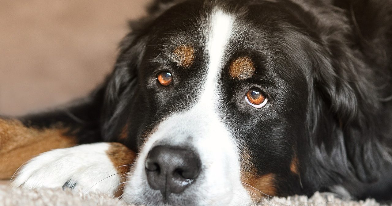 Berner Sennenhund [2020] Charakter & Wesen • welpen.de - CroppeD Berner SennennhunD