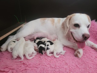 Das Foto zeigt eine Beagle Hündin mit ihren Welpen, geboren am 13 Juli 2024