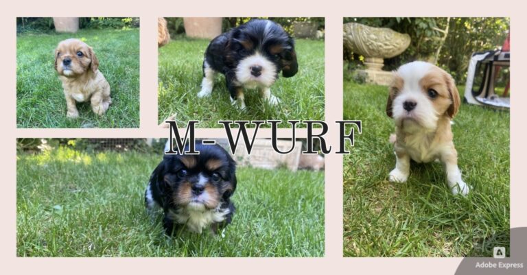 Cavalier King Charles Spaniel Welpen