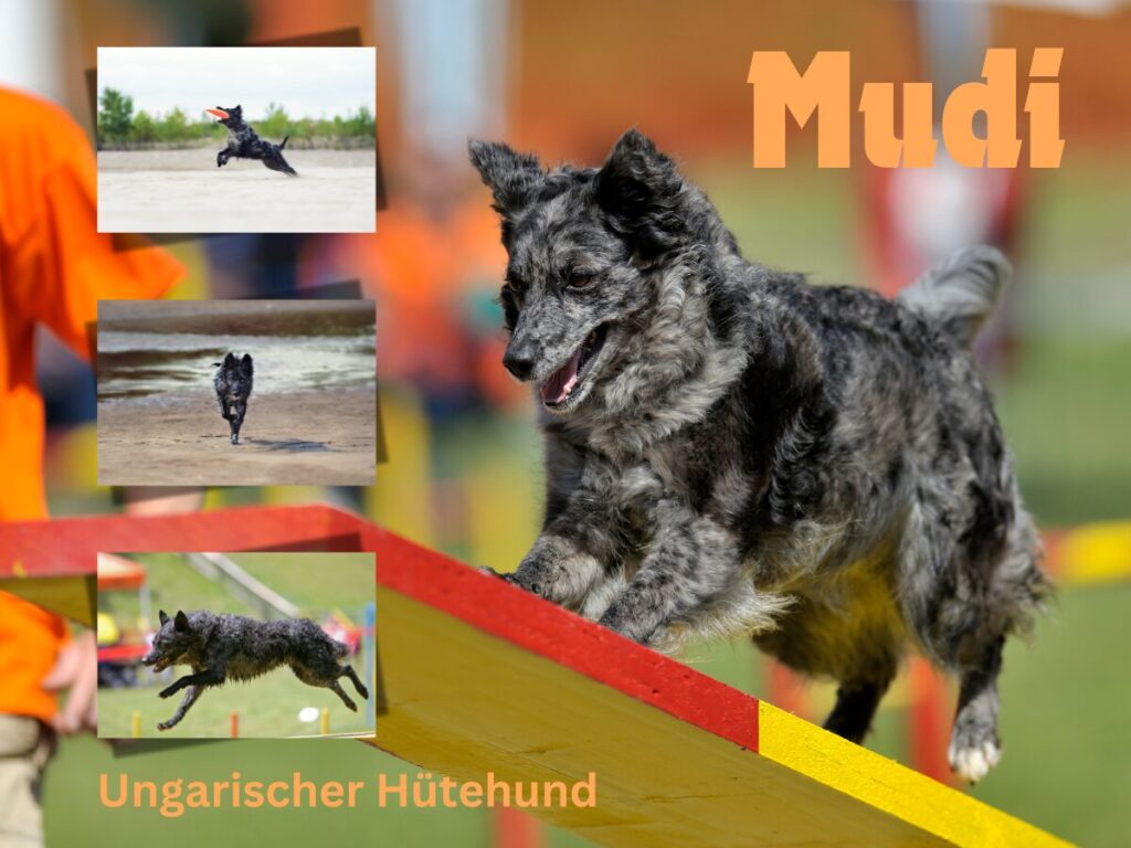 Mudi - ungarischer Hütehund