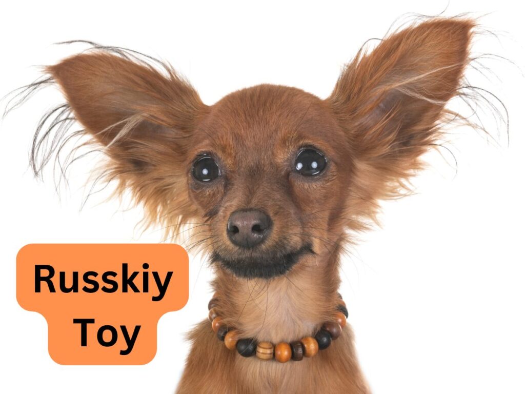 Russkiy Toy