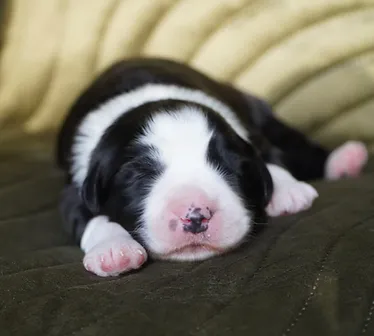 Bearded Collie Welpen