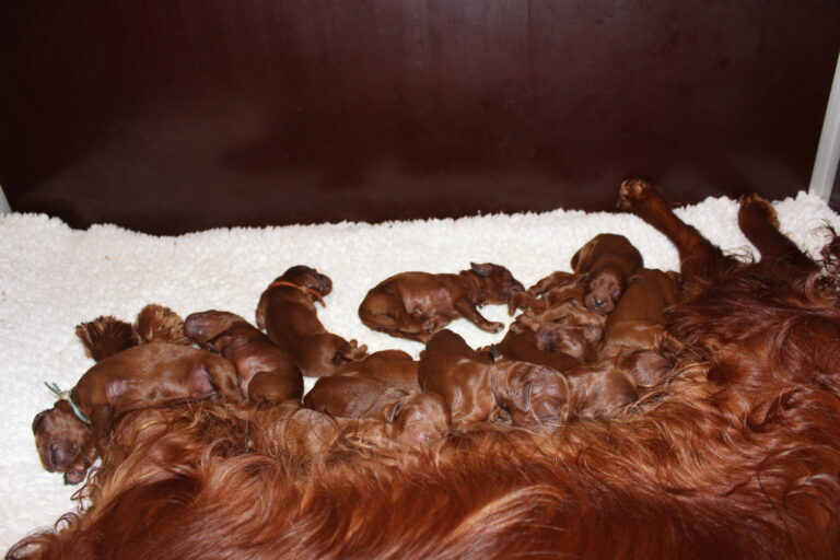 Irish Red Setter Welpen