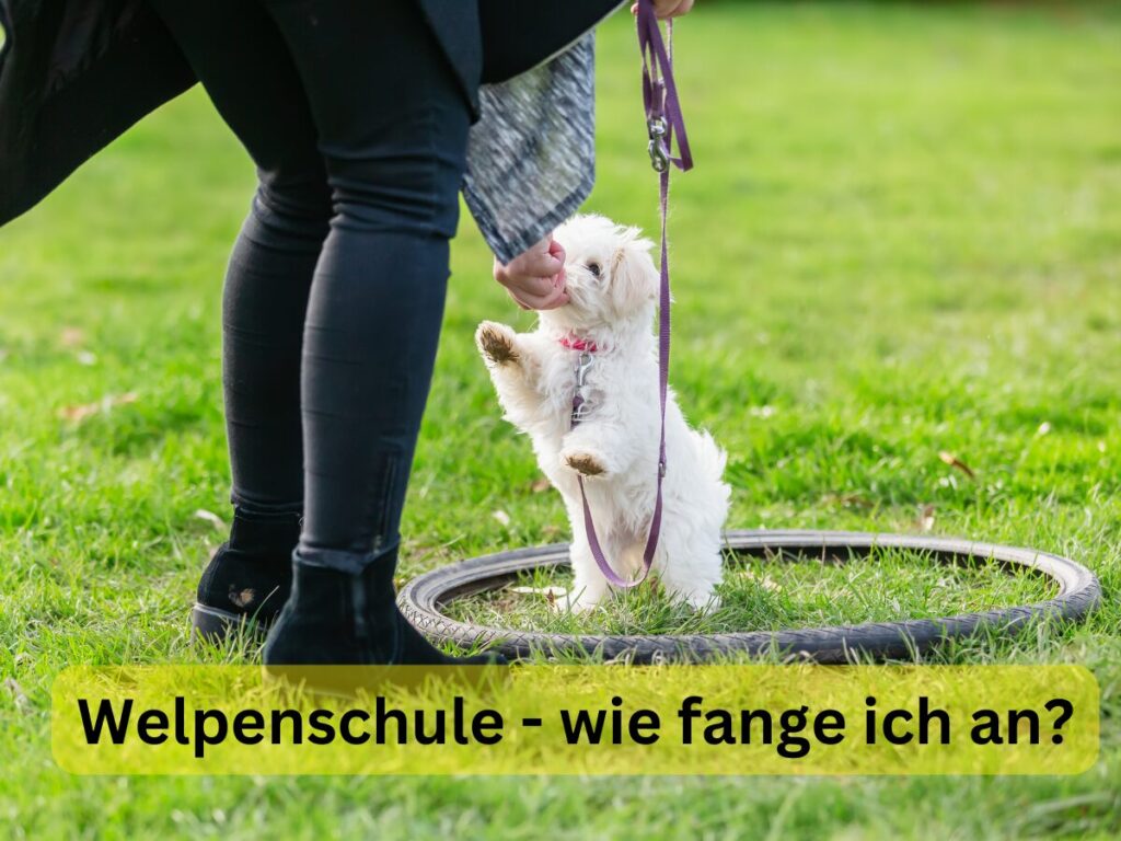 Welpenschule - wie fange ich an?