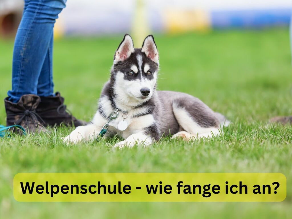 Welpenschule - wie fange ich an?