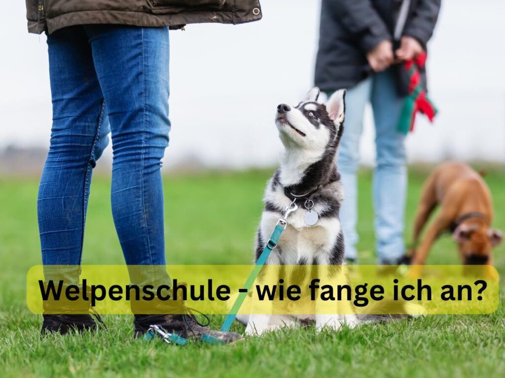 Welpenschule - wie fange ich an?