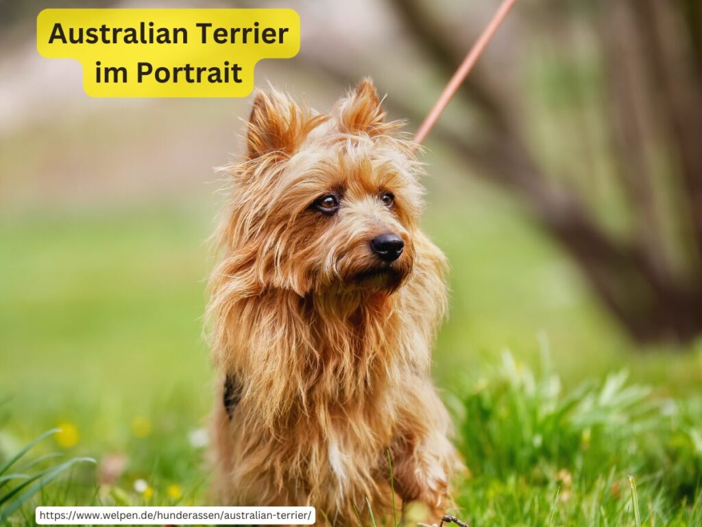 Australian Terrier Charakter, Erziehung und Haltung