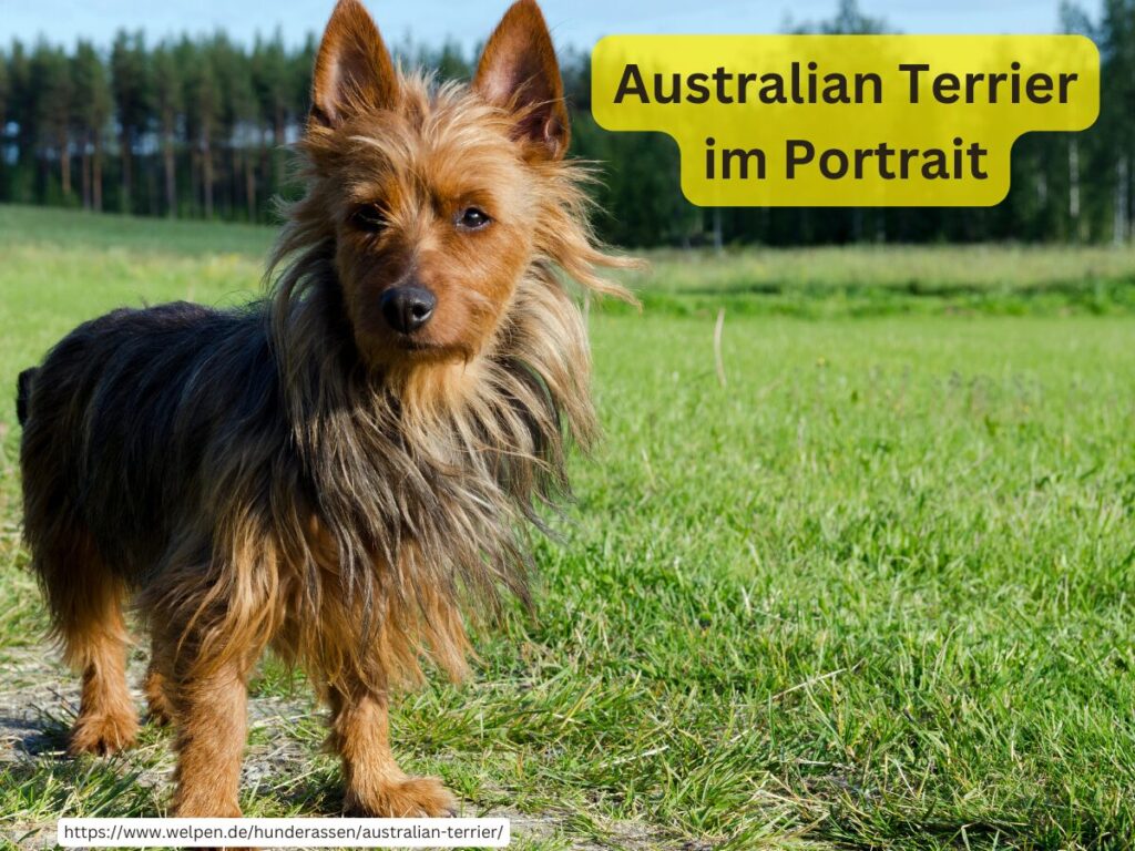 Australian Terrier Charakter, Erziehung und Haltung