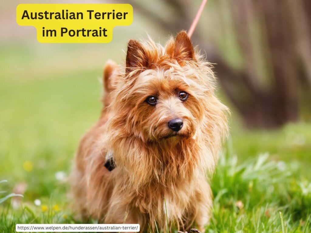 Australian Terrier Charakter, Erziehung und Haltung