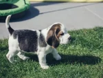 Stormaways Beagle Kennel