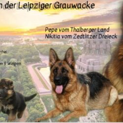 Deutsche Schäferhunde von der Leipziger Grauwacke