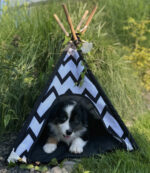 Australian Shepherd Starwalking Aussies