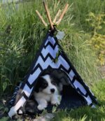 Australian Shepherd Starwalking Aussies