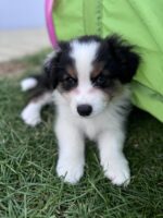 Australian Shepherd Starwalking Aussies