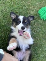 Australian Shepherd Starwalking Aussies