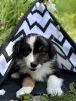 Australian Shepherd Starwalking Aussies