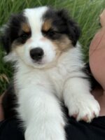 Australian Shepherd Starwalking Aussies