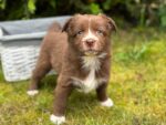 Australian Shepherd Heavenly Striker