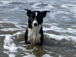 Border Collie Heavenly Striker