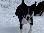 Border Collie Heavenly Striker