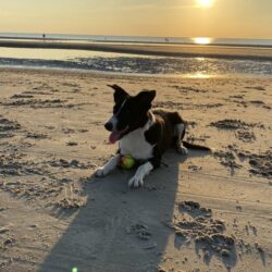 Border Collie Heavenly Striker