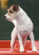 Foxbury's Parson Russell Terrier