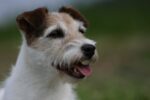 Foxbury's Parson Russell Terrier