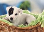 Foxbury's Parson Russell Terrier