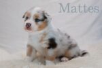 Australian Shepherd Welpen vom Züchter