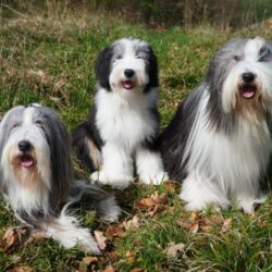 Graceful Pearls Bearded Collies