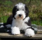 Graceful Pearls Bearded Collies