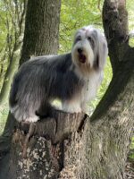 Graceful Pearls Bearded Collies