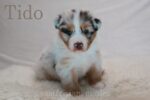 Australian Shepherd Welpen vom Züchter