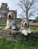 Graceful Pearls Bearded Collies