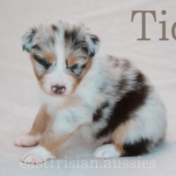 Australian Shepherd Welpen vom Züchter