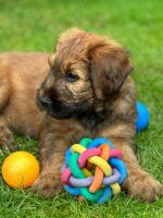 Briard Welpen vom Züchter aus 21109 Hamburg