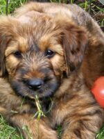 Briard Welpen vom Züchter aus 21109 Hamburg