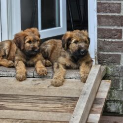 Briard Welpen vom Züchter aus 21109 Hamburg