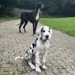 Deutsche Doggen vom Hofe Clement