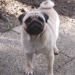 Mops Zucht CANIS PUGNAX