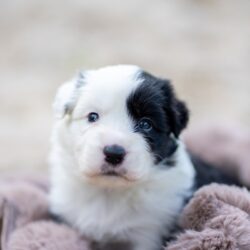 Border Collies Winyela