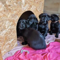 Labrador Zucht Von Holzkuehn zur Sandhalde