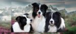 Border Collies Winyela