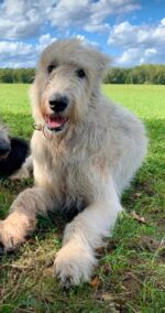 Irish Wolfhound