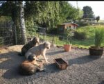 Irish Wolfhound