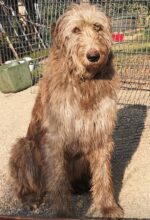 Irish Wolfhound